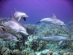 On our very last dive in Safaga, Egypt we got a "little" ... by Richard Van Der Brugge 